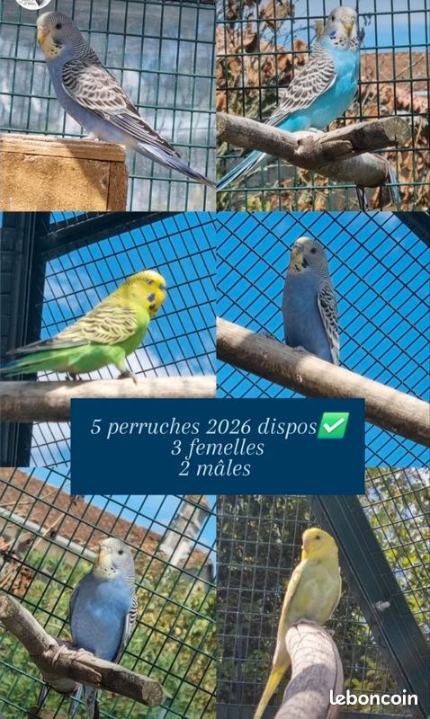 Perruches ondulées (image 1)