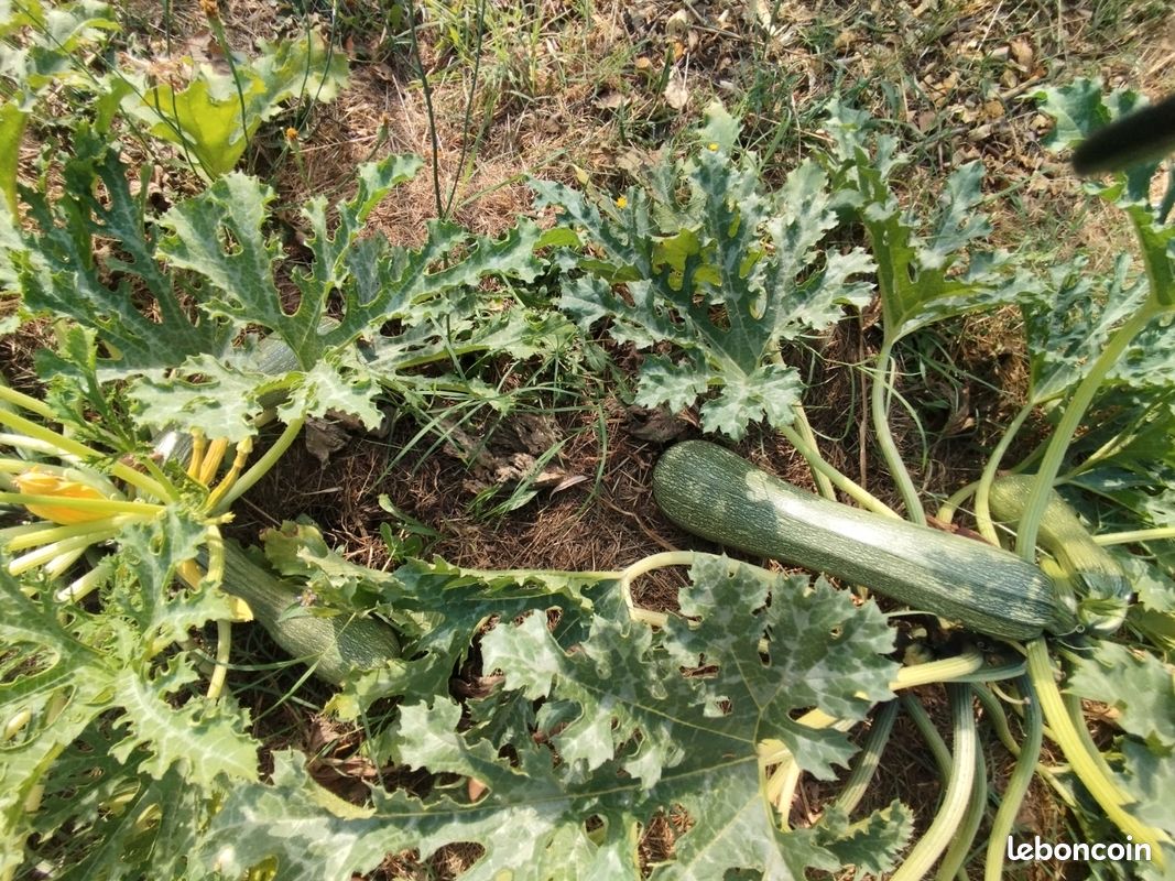 Vends légumes jardin potager permaculture : Tomates Courgettes Concombres Blettes Poivrons Piments etc (image 13)