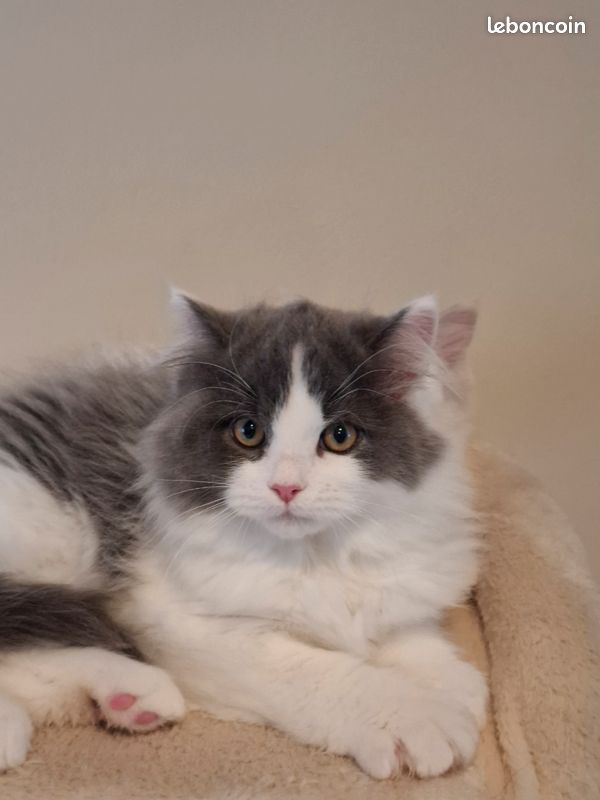 Chatons Ragdoll croisés Persan (image 5)