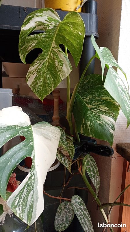 monstera monkey leaf katzen Monstera Monkey Leaf – Fensterblatt - 30-180 cm - Ø27 cm main image 1