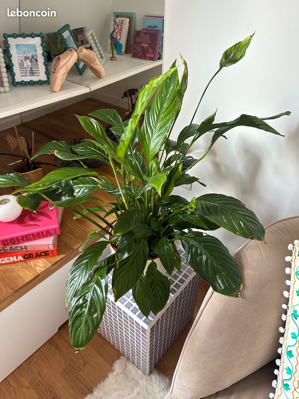 Un spathiphyllum (fleur de paix) (image 2)