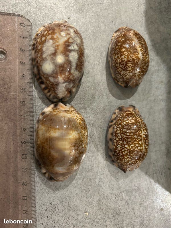 Lot de 4 coquillages porcelaine (image 1)