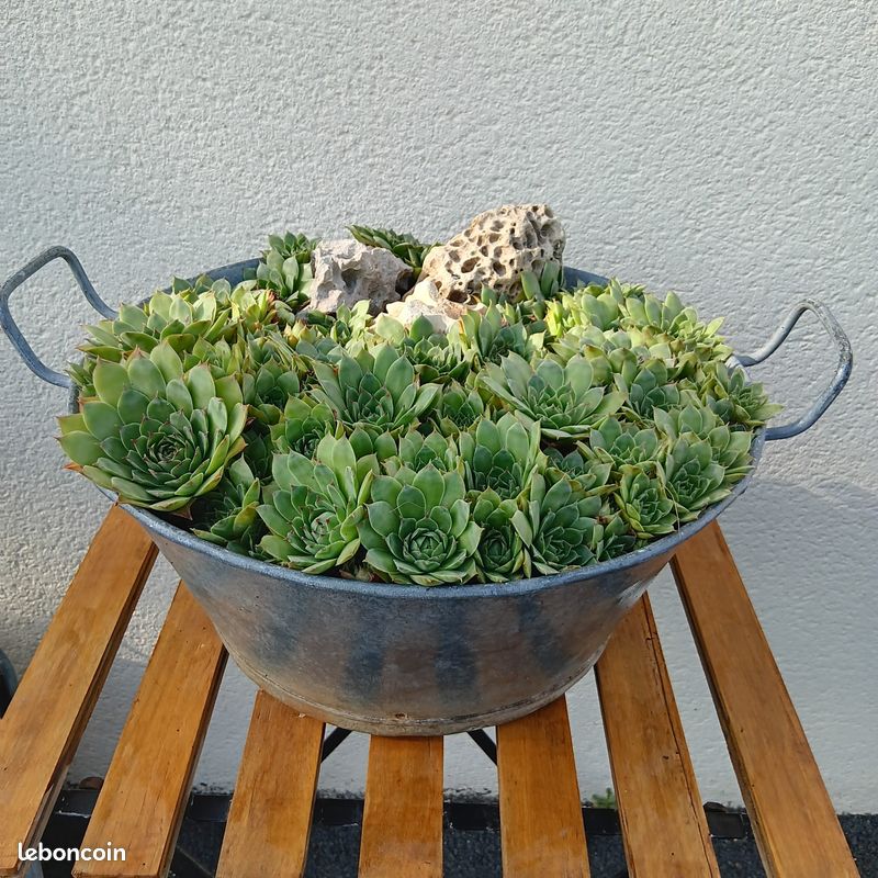 Grande bassine en zinc avec Joubarbes Ø 45 cm (image 3)