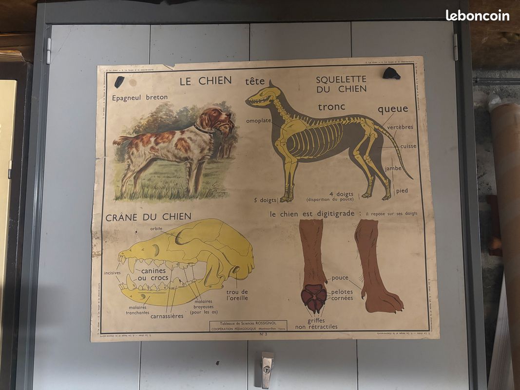 AFFICHE PÉDAGOGIQUE, SCOLAIRE - Tableau des sciences ROSSIGNOL - Années