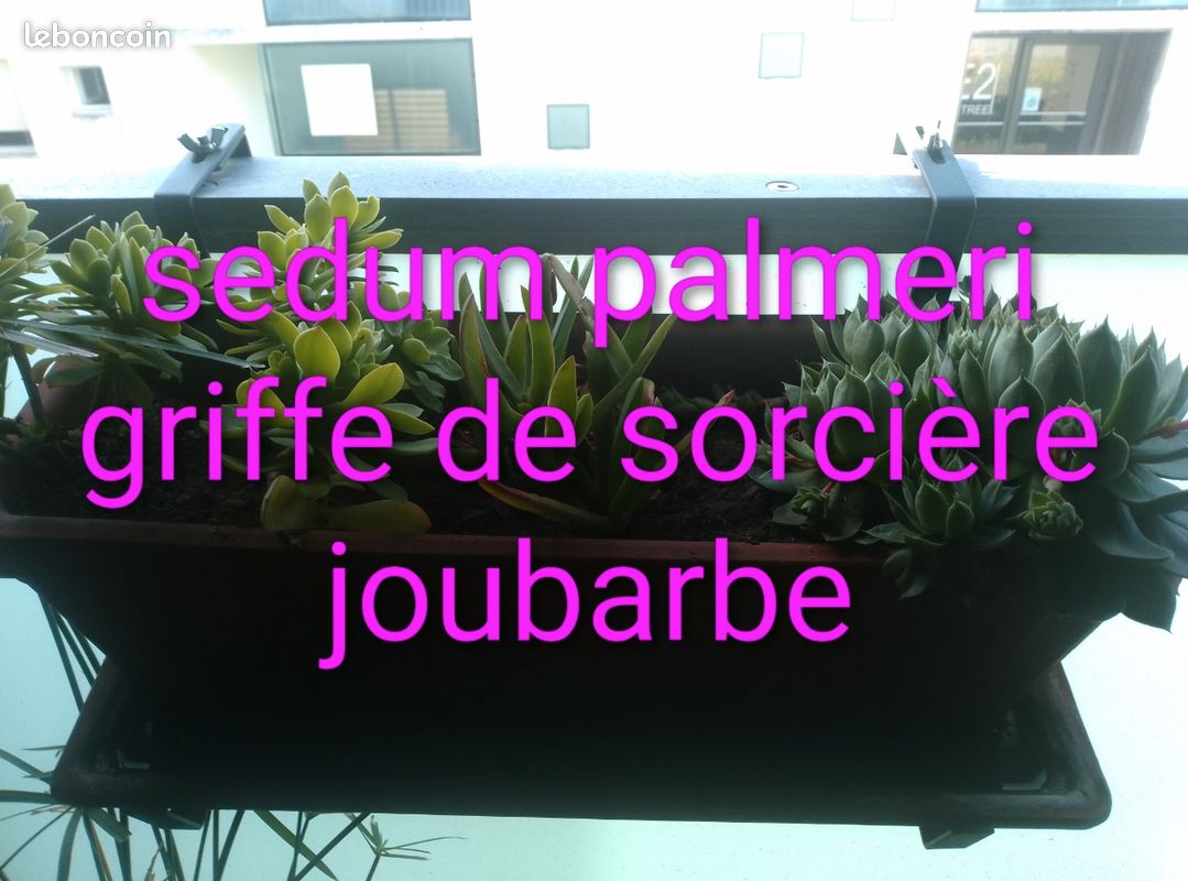 Échange plantes (image 6)