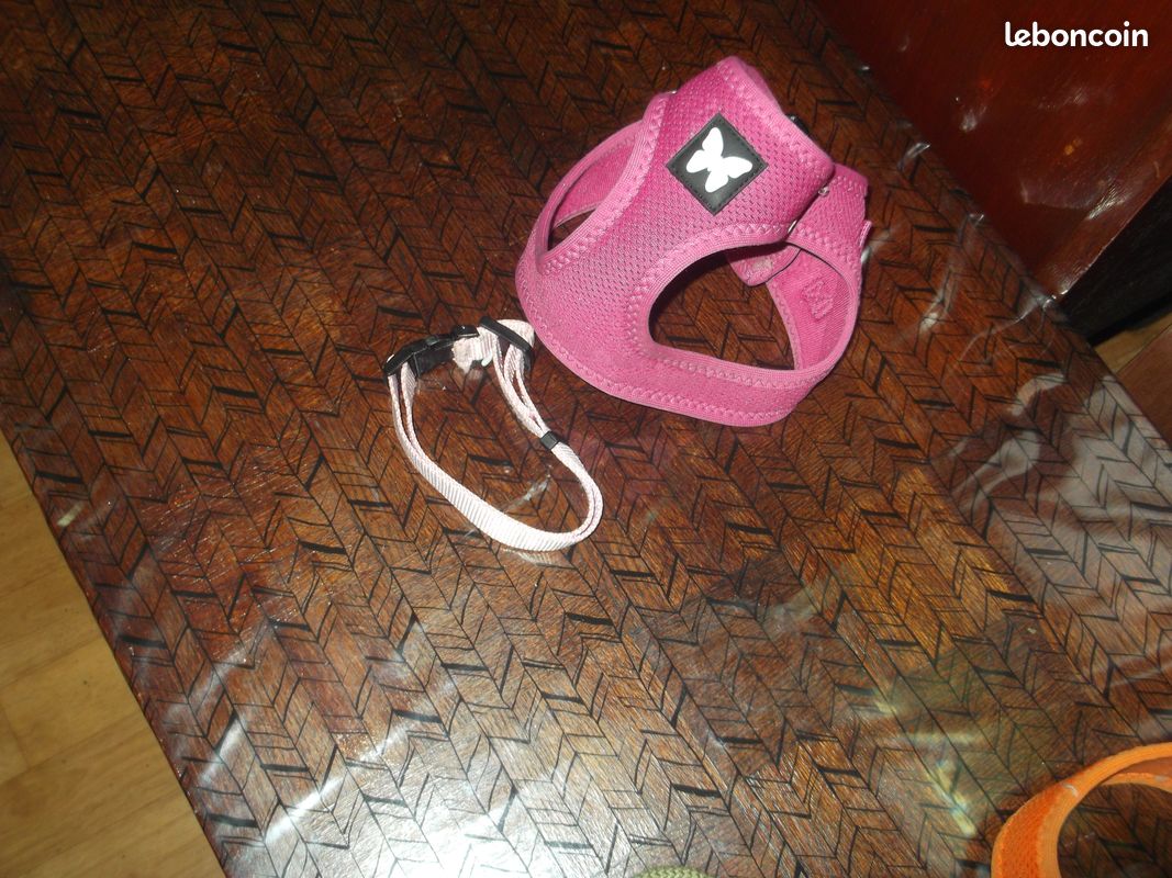 Harnais rose et/ou collier pour petit chien (image 1)