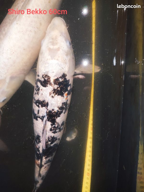 Tiges Shot Koi Carbon Pakati White