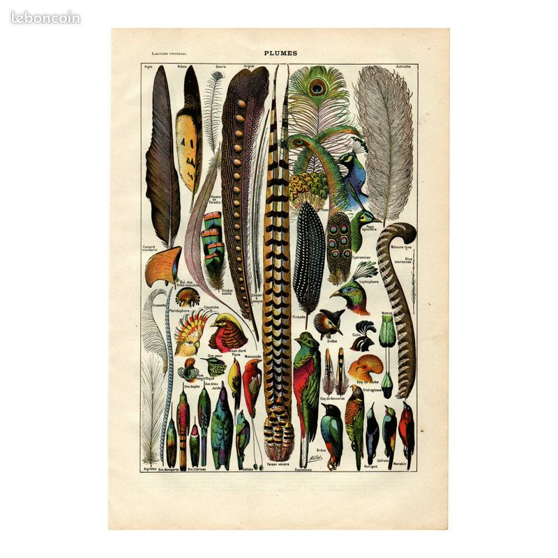 Lithographie Ancienne Rare De 1830 – Guêpier D’Europe (oiseau) – Ornithologie – 20x26 Cm – Authentique