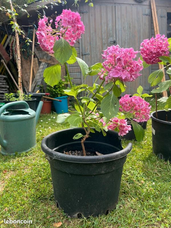 Hortensia en pot (image 3)