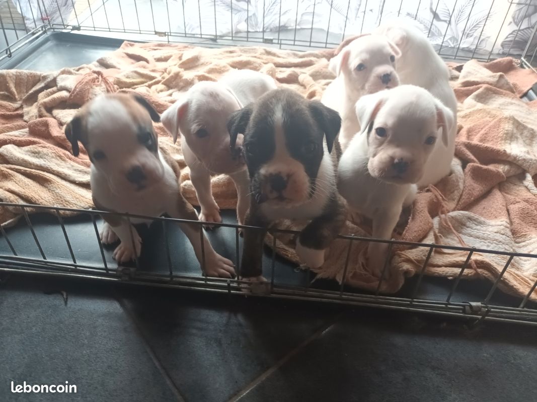 Chiots boxer (image 2)