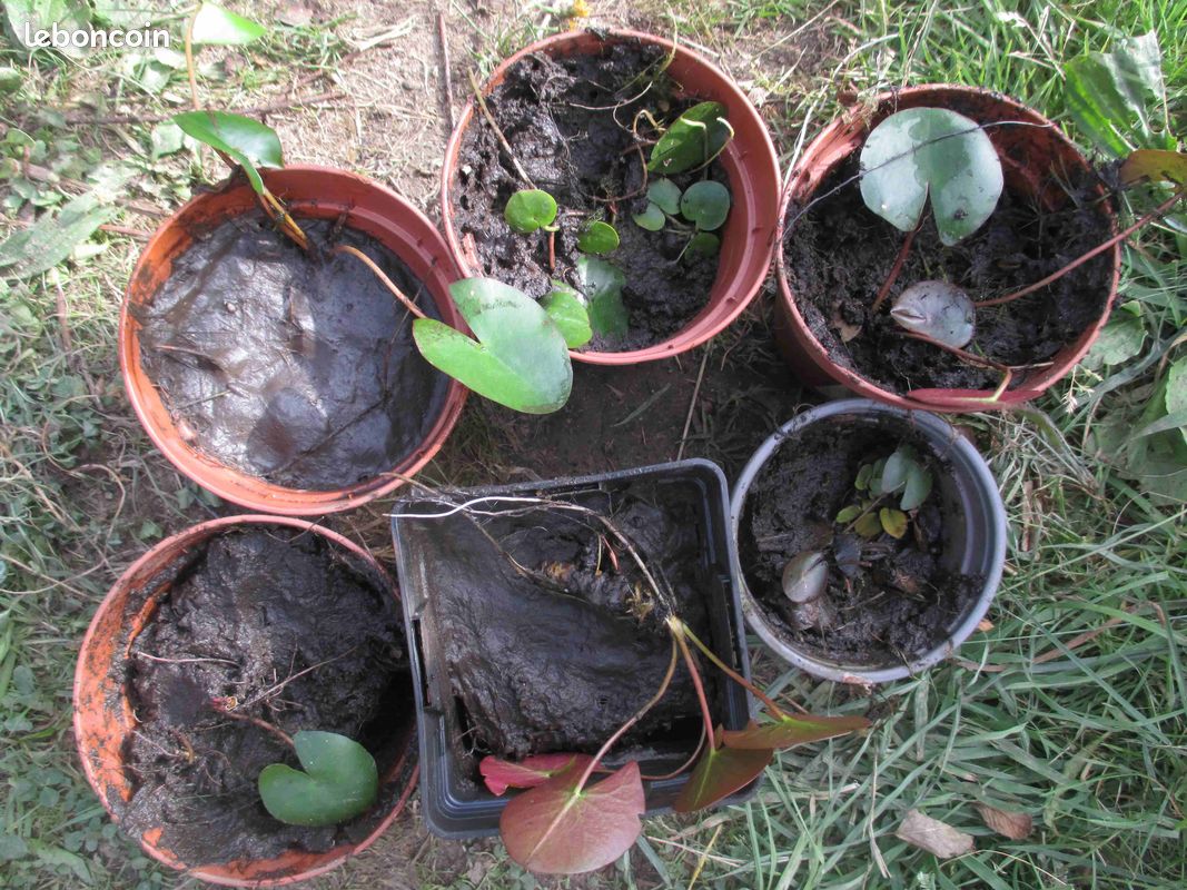 Petits nénuphars (image 1)