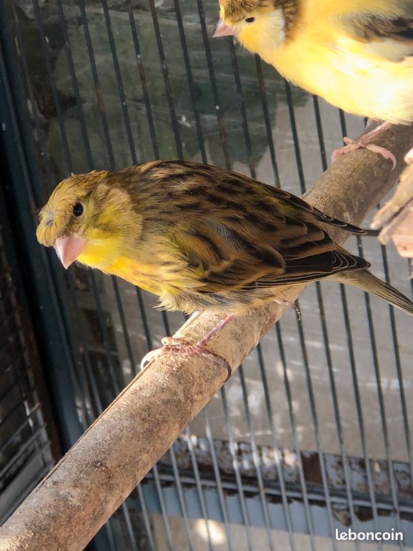 Canaris (image 3)