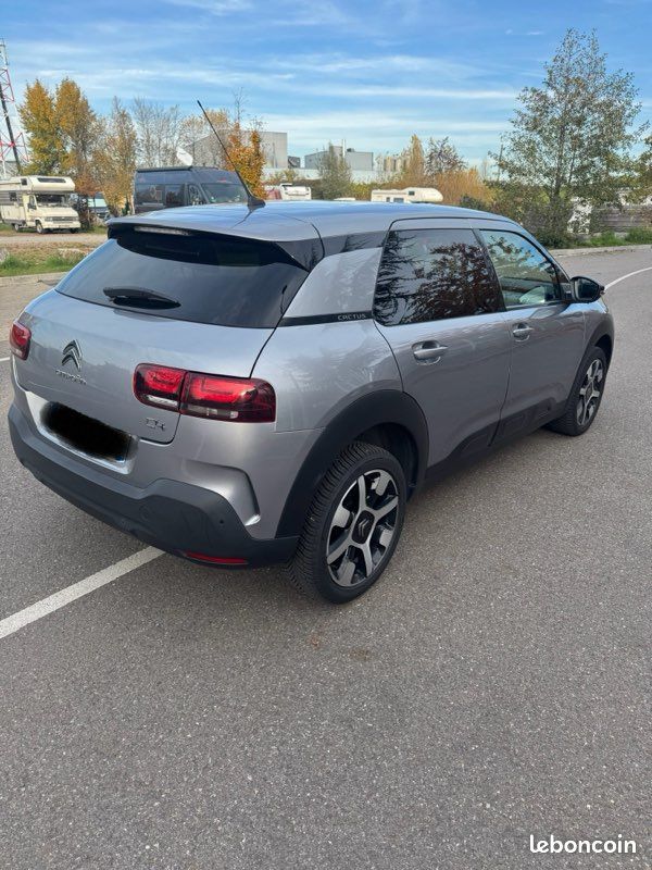 C4 cactus (image 2)