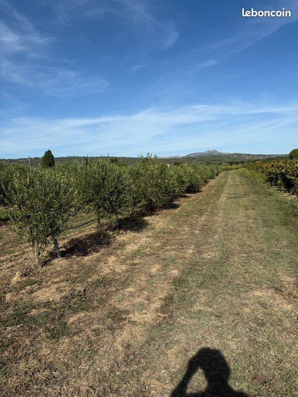 Oliveraie terre agricole · à Estagel · 60 000 €