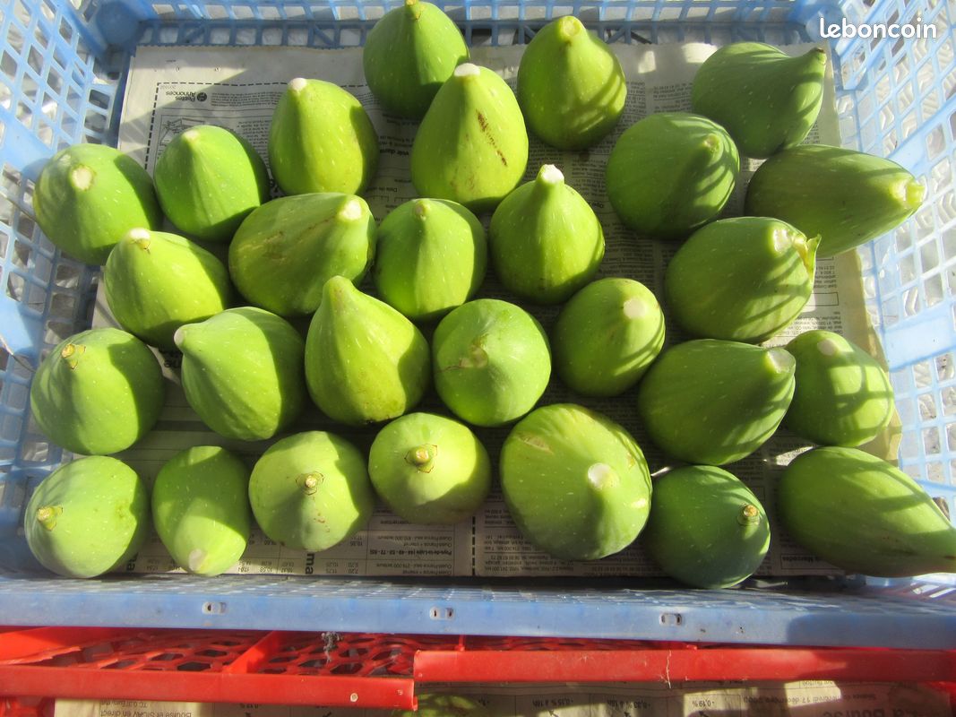 Figues (image 4)