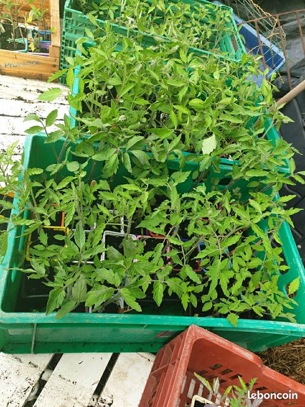 Plants de tomates (image 3)