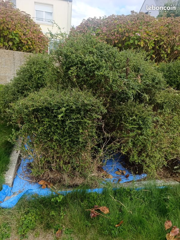 100 pieds haies type buis / lonicera (image 1)