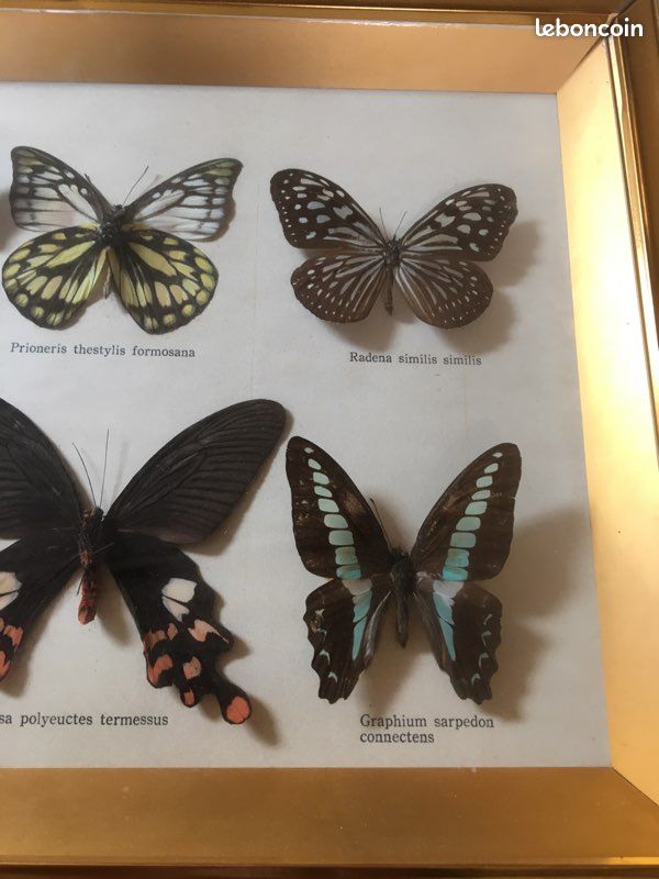 Spécimen De Papillon Réel Dans Résine - Presse-Papier Décoratif Avec Boîte Cadeau - Décoration Unique Maison/Bureau