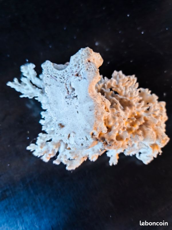 Corail Blanc Naturel Du Japon - Branche Polie - Pierre Précieuse Opaque - 25 Carats - Umaiza Gems