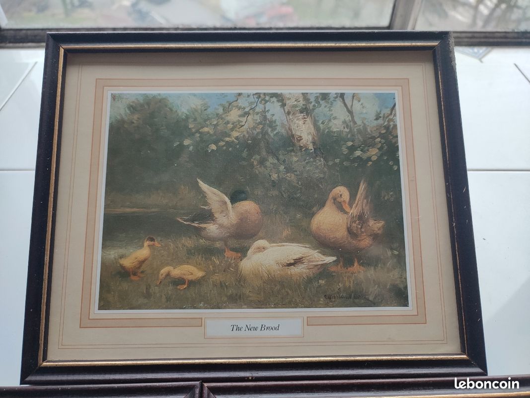 3 cadres représentants des scènes avec des canards (image 2)