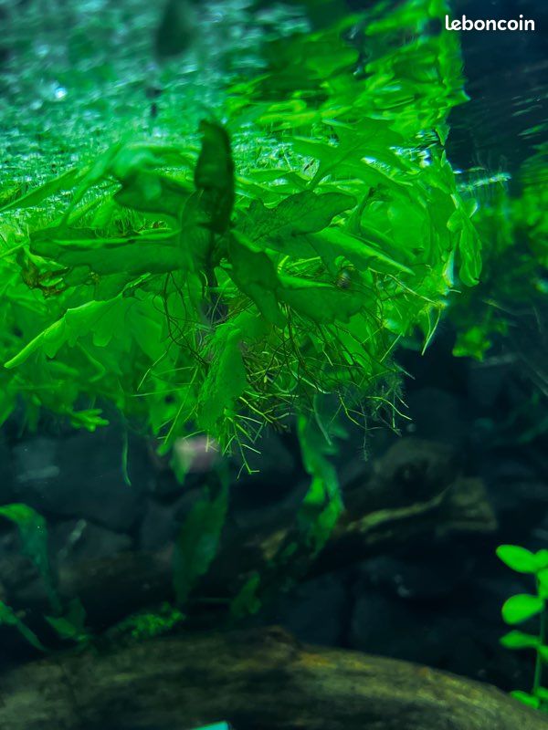 Plante flottante (image 2)