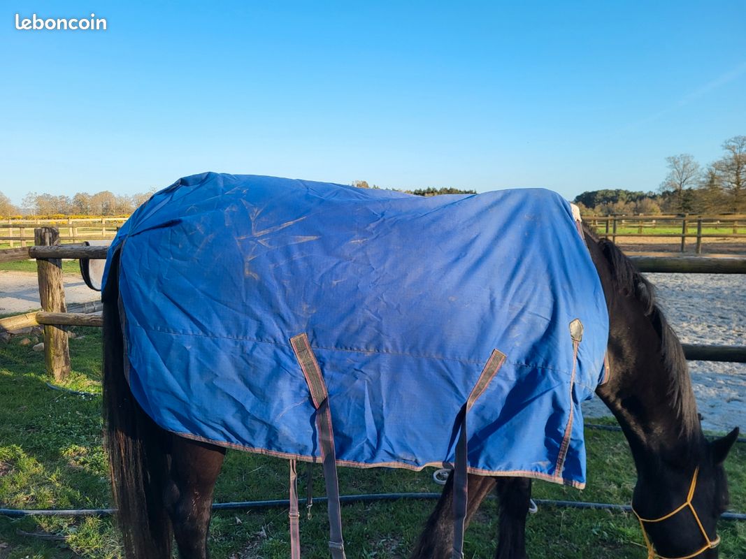 Weatherbeeta - Couverture - Cheval (150 Cm) (bleu Marine / Rouge / à Prix