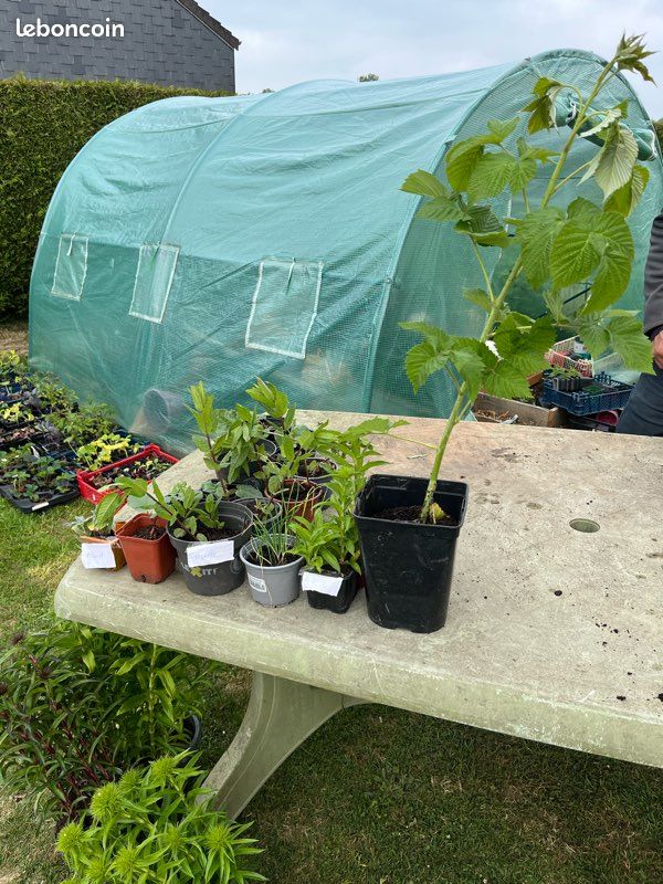 Vente de plan de légumes Vide maison (image 2)