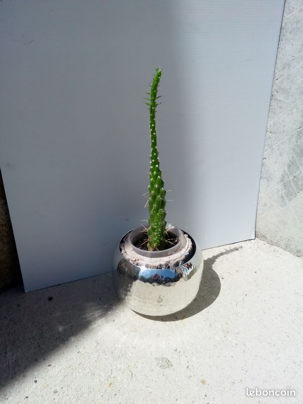 1 cactus d'appartement (image 1)