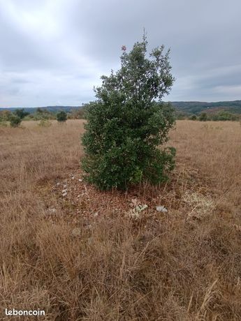 Terrain truffier - 3.83ha