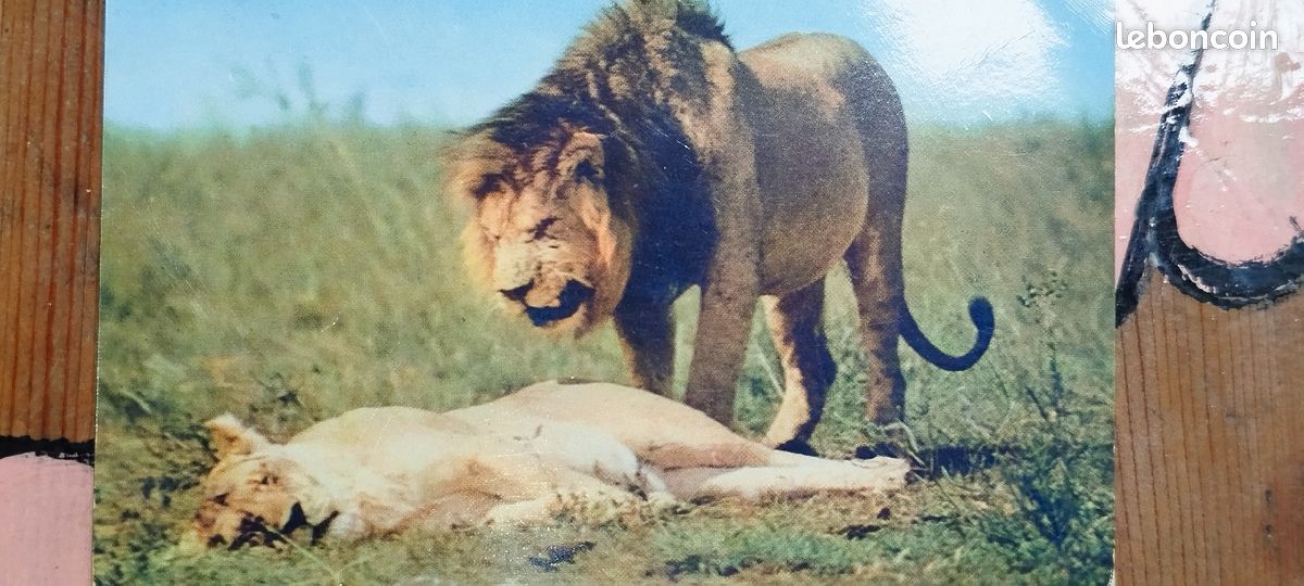 Cartes postales océan indien Annee 1960 (image 3)