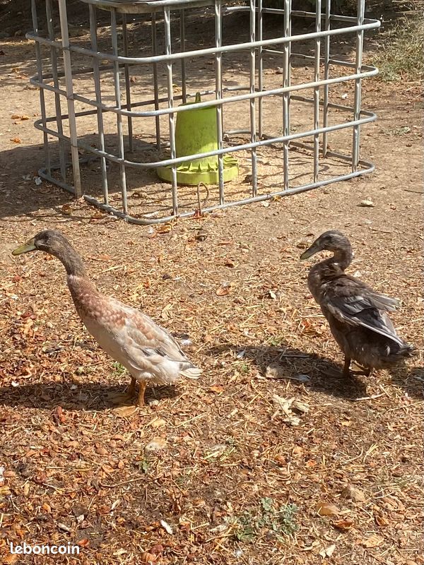 Jeunes canards coureur indien mâles (image 1)