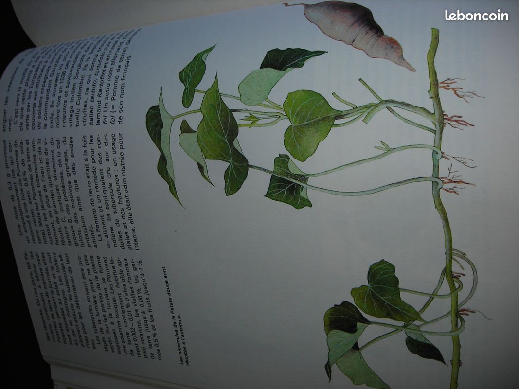 Livre merveilles du monde vegetal grund (image 5)