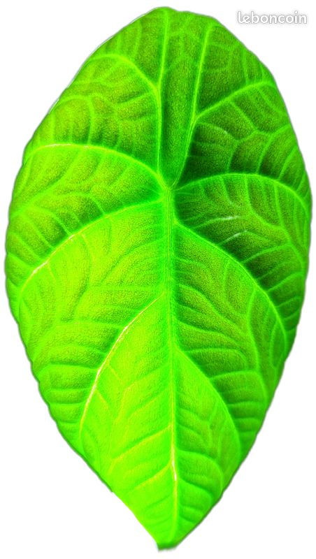 Alocasia pour Herya (image 1)