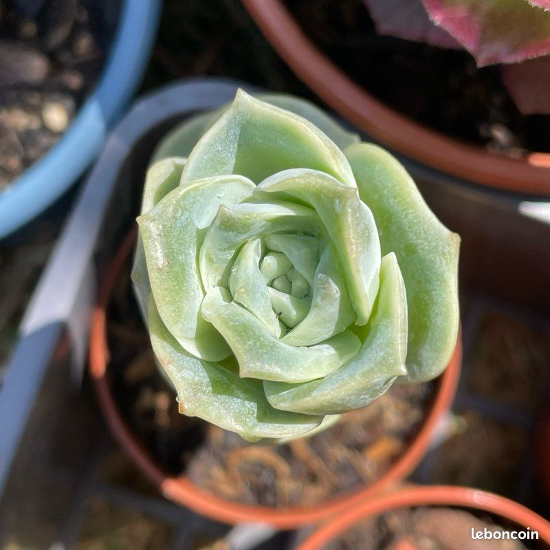 Graptoveria Lovely Rose (image 1)
