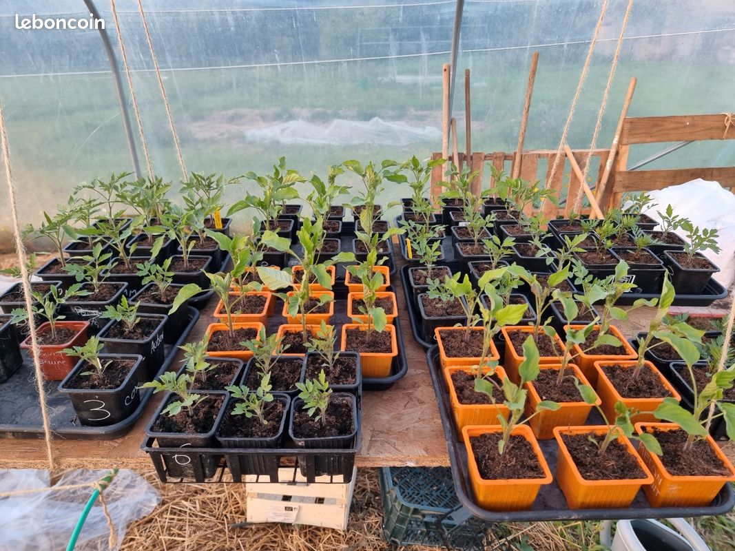 Plants de tomates (image 3)