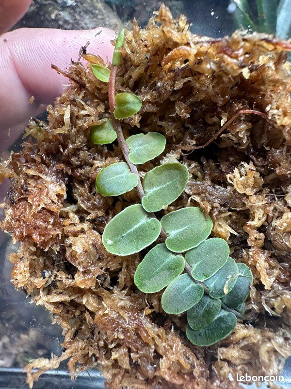 Marcgravia umbellata - Liane terrarium / paludarium (image 1)