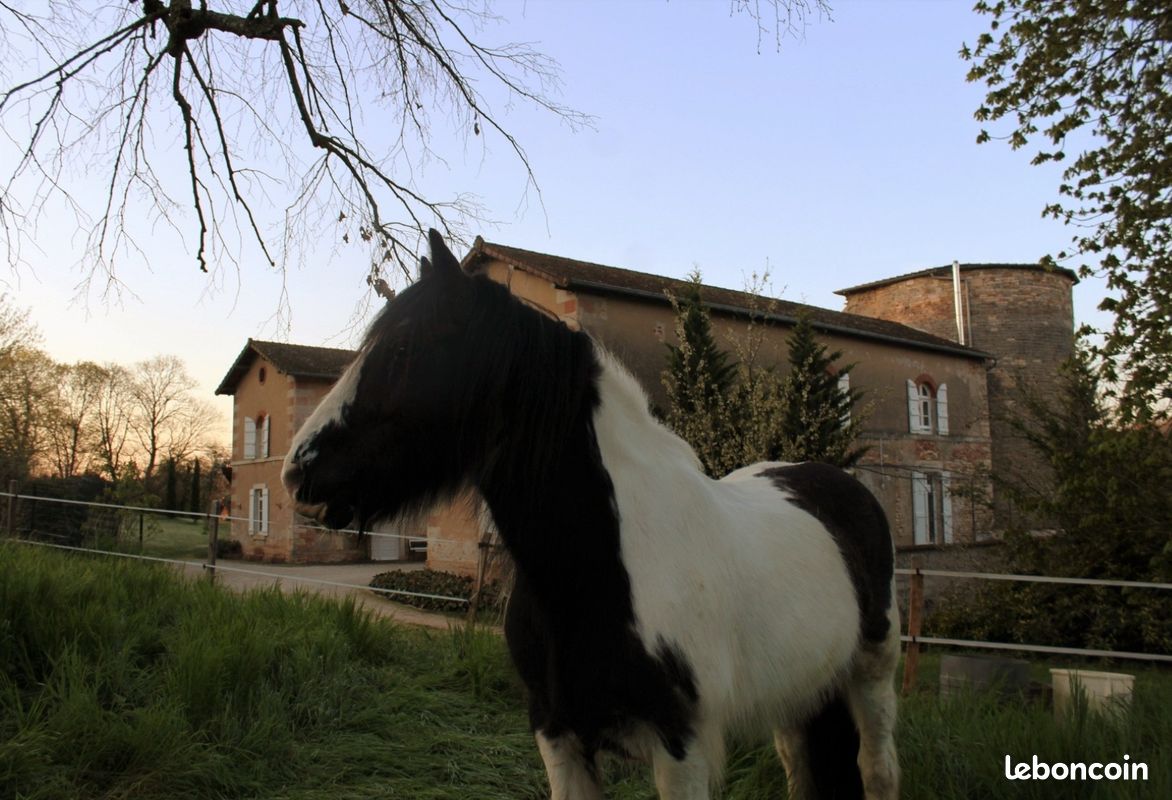 Gîte au Château à Mancey en Bourgogne (image 10)