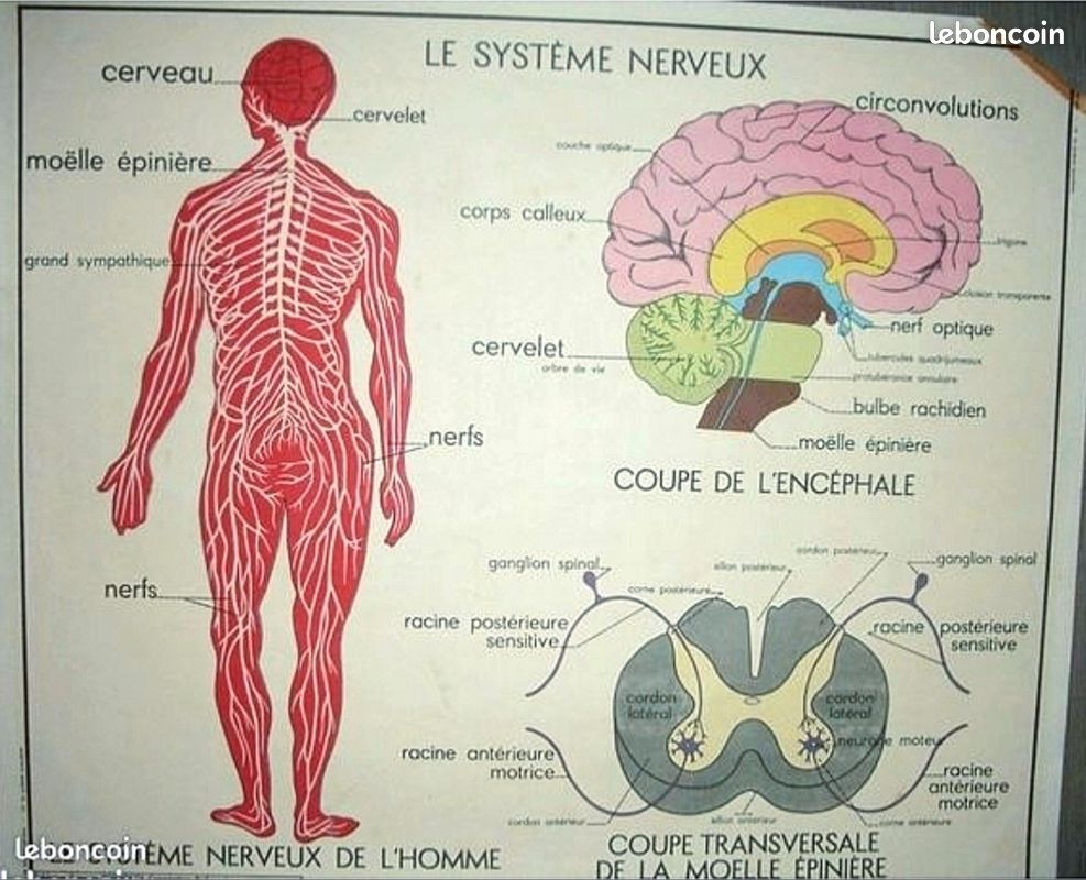 Ancienne affiche anatomie système Musculaire / Nerveux double face années 40 50 envoi avec emballage spécial (image 1)