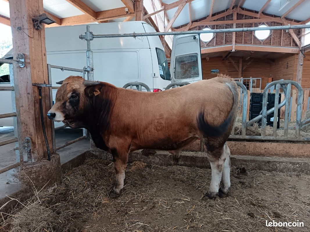 Taureau Aubrac 16 mois BIO (image 2)