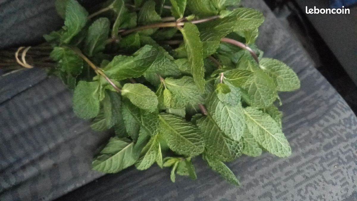 Herbe aromatique du jardin (image 7)