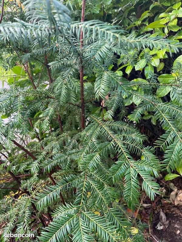 Véritable sapin de Noël naturel 1m65 à venir chercher dans le jardin ou déjà coupé (image 2)