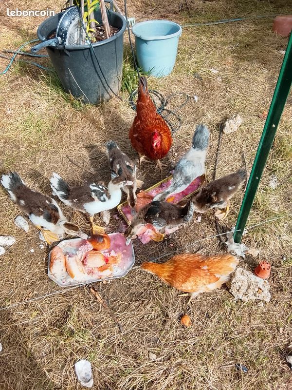 Canard dinde (image 1)