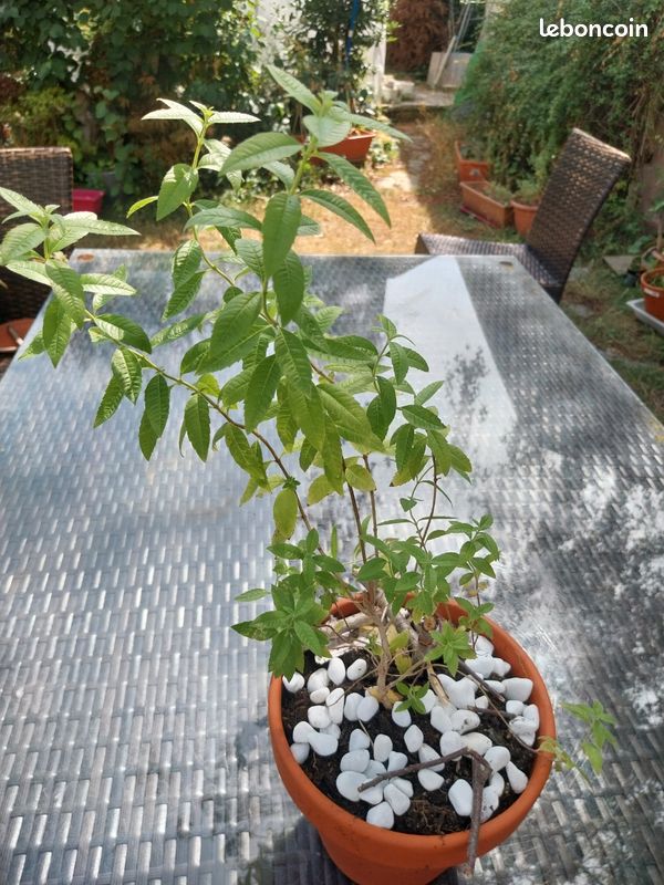 Verveine citronnelle (image 9)