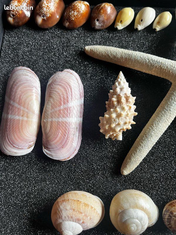 LOT DE 25 Coquillages " CYPRAEA ANNULUS & MONETA " 15 à 30 mm Grain de