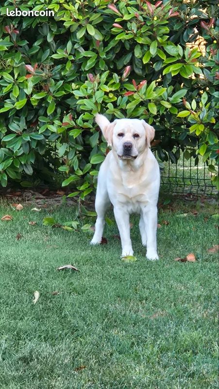 Saillie labrador sable lof (image 1)