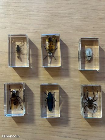 Lot De 27 Insectes Sous Résine - Collection - Décoration - Multicolore - Occasion