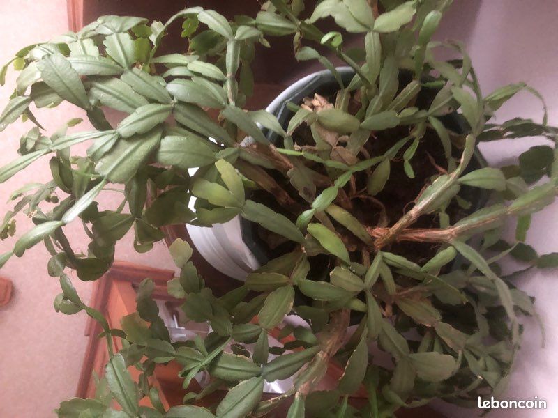 Cactus de Noël un grand et deux petits le lot (image 1)