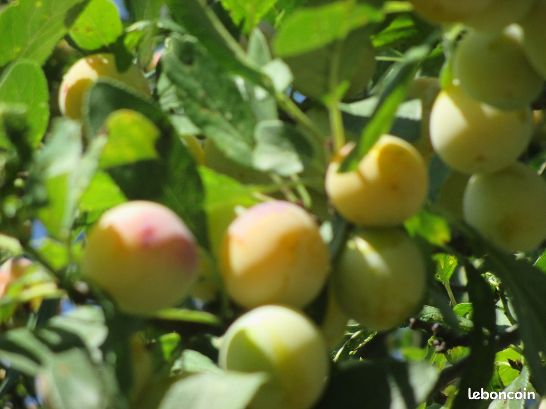 Mirabelles (image 1)