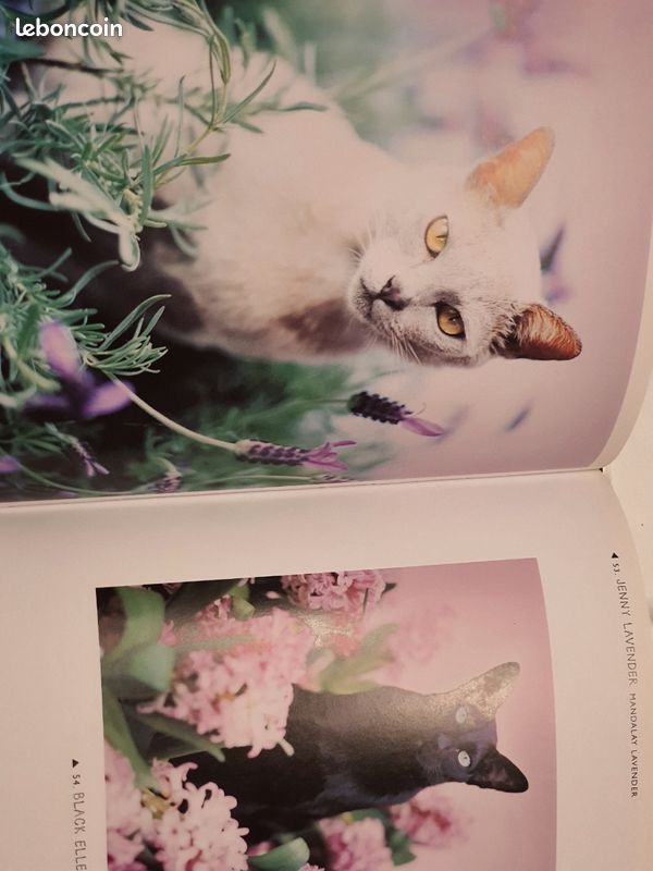 Beau livre Chats (image 5)