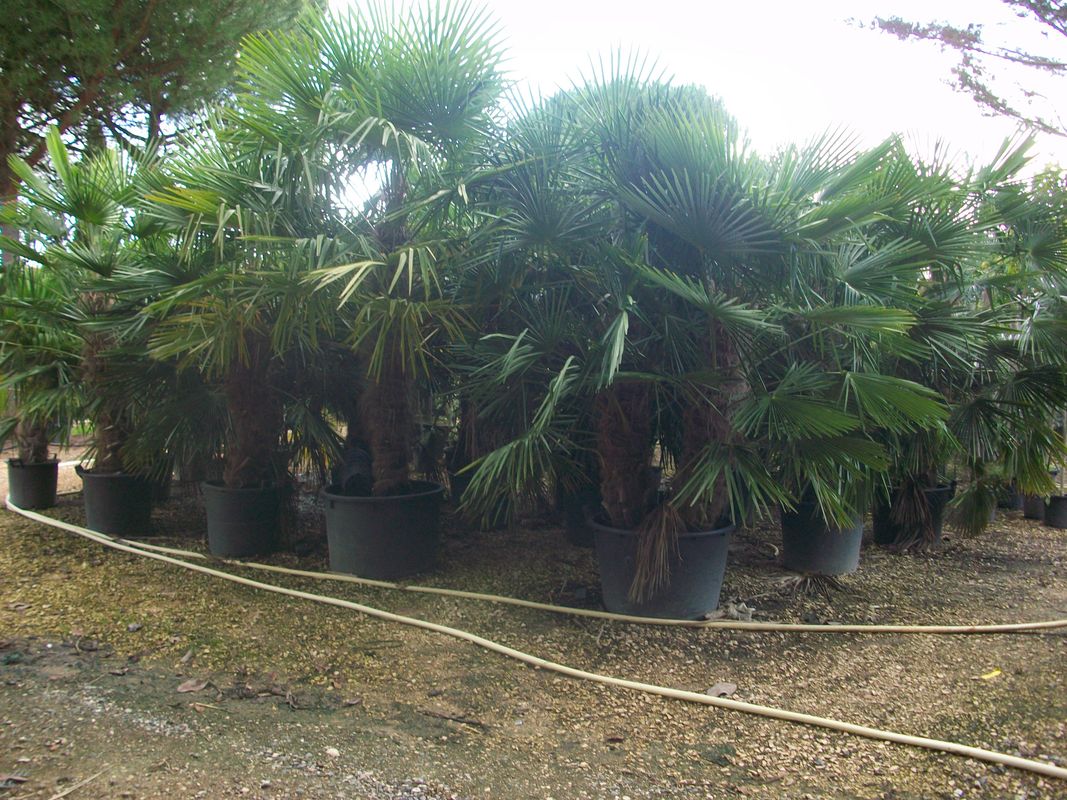 Palmiers Prestige - vente de palmiers et cocotiers d'extérieurs